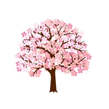 桜の季節がやってきます！