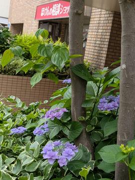 紫陽花がキレイに咲きました！